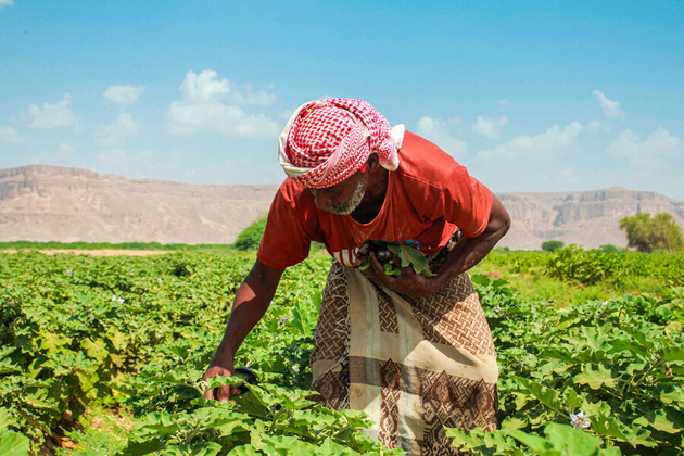 DeltaMasr Wadi El Natroun Farm Terroir