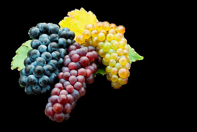 Egyptian Fresh Table Grapes