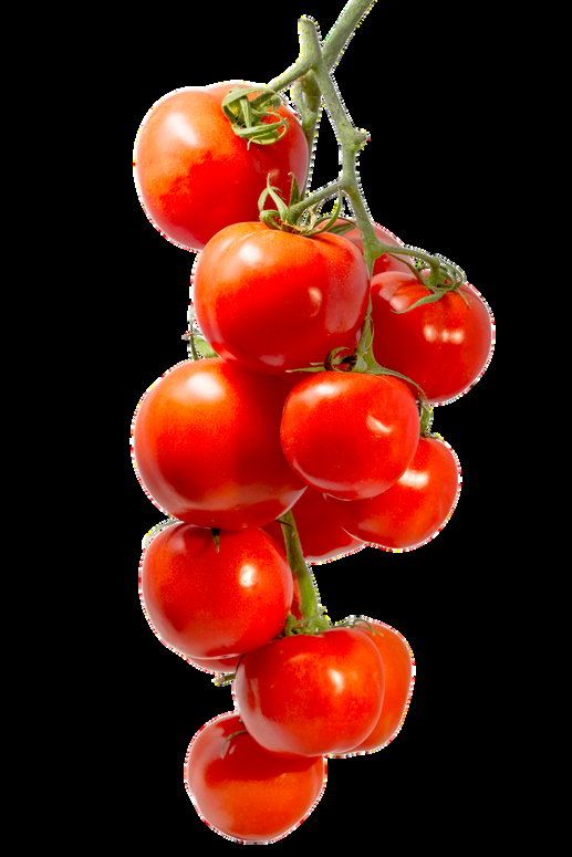Egyptian Fresh Tomatoes