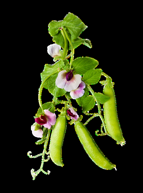 IQF Frozen Green Peas (Petit Pois)