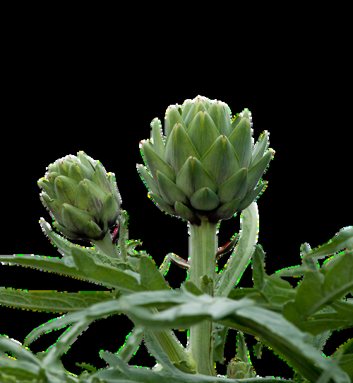 Egyptian Iceberg Lettuce
