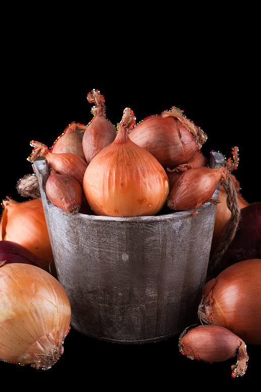 Egyptian Red Onions